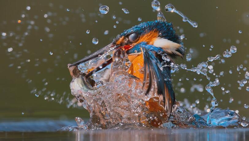 Aus "Unser Planet": Ein Eisvogel taucht aus einem Fluss mit seinem Fang auf.