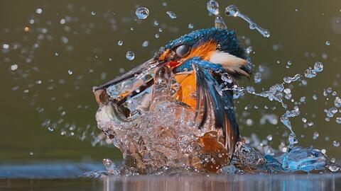 Aus "Unser Planet": Ein Eisvogel taucht aus einem Fluss mit seinem Fang auf.