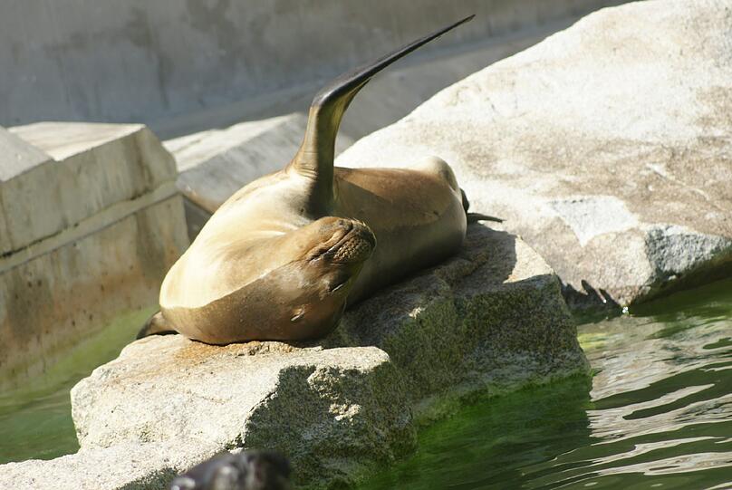 Die Robben kennen derzeit nur zwei Aggregatszustände: Faul in der Sonne liegen &ndash; oder sich im Wasser abkühlen.