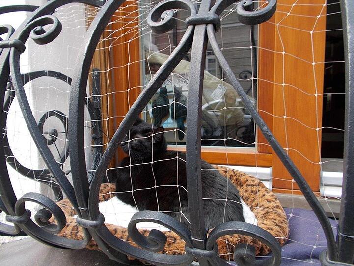 Auch die Katzen fühlen sich in Haidhausen wohl. Hier genießt eine Mietze die Sonne auf dem Balkon.