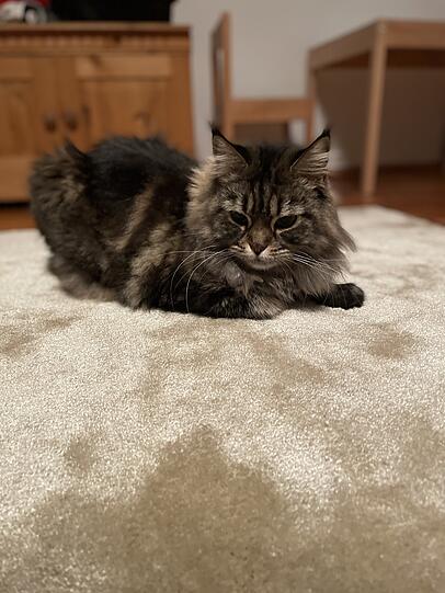 Bella (auch Bellibuu genannt)