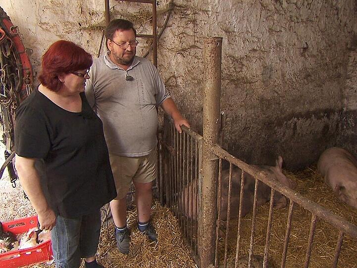 Bauer Helmut und seine Angie im Schweinestall