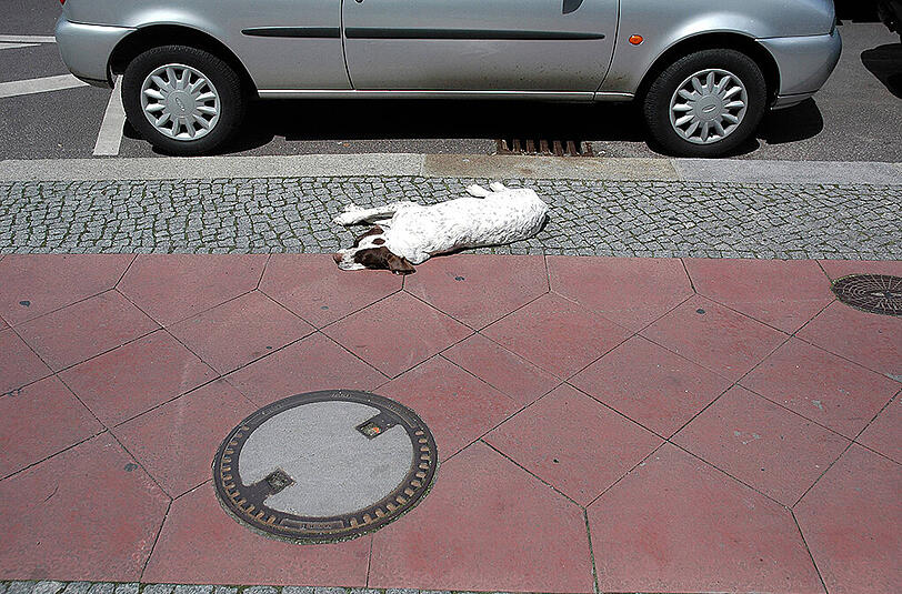 Der Hund lief unvermittelt vor den BMW, der Autofahrer erfasste den Vierbeiner. Dann entwickelte sich ein epischer Streit. (Symbolfoto)