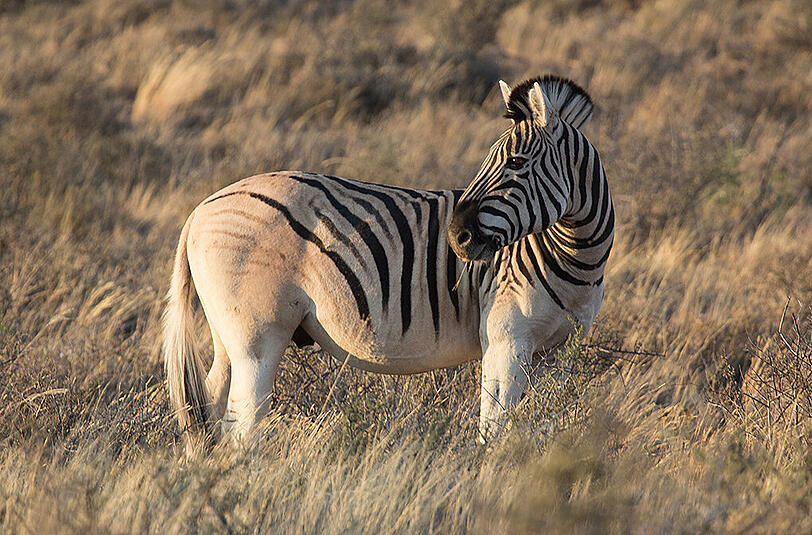 Ein Zebra ist in Japan auf seiner Flucht auf tragische Art und Weise ums Leben gekommen.