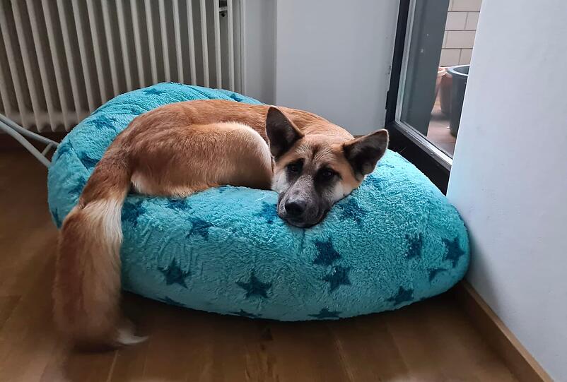 Finn