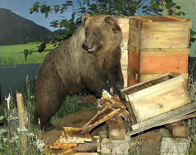 Braunbär Bruno macht sich an einem Bienenstock zu schaffen - ausgestopft im Museum.