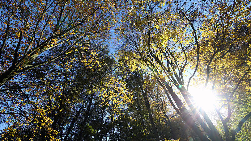 Traumhafte Herbststimmung im Luitpoldpark.