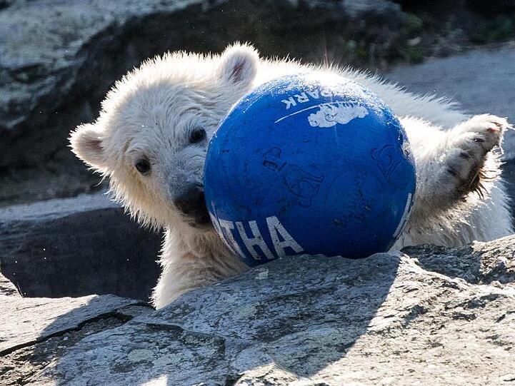 Hertha tobt mit dem Ball durch das Freigehege.