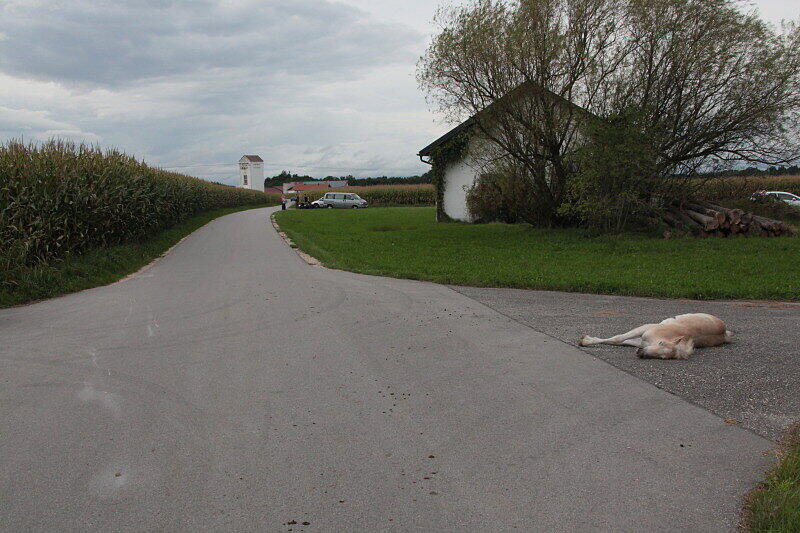Wurde nicht alt: das drei Monate junge Pony in Garching an der Alz.
