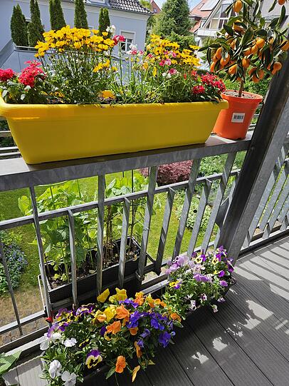 Hier ist der Blumenkasten gut für die Bienen erreichbar.