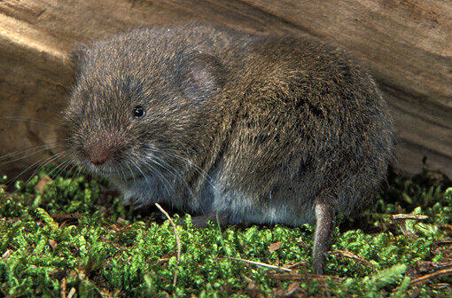 So sieht sie aus: die Microtus bavaricus.
