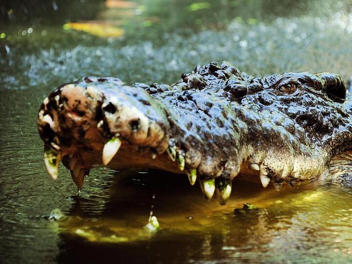 Ein Salzwasserkrokodil sperrt in Australien sein Maul auf. Auf den Philippinen soll ein 500 Kilogramm schweres Exemplar einen Fischer getötet haben.