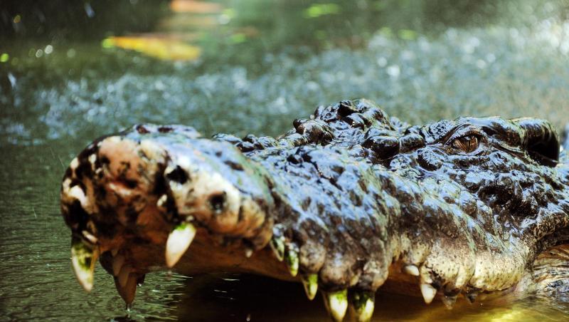 Ein Salzwasserkrokodil sperrt in Australien sein Maul auf. Auf den Philippinen soll ein 500 Kilogramm schweres Exemplar einen Fischer getötet haben. Ein Salzwasserkrokodil sperrt in Australien sein Maul auf. Auf den Philippinen soll ein 500 Kilogramm schweres Exemplar einen Fischer getötet haben.