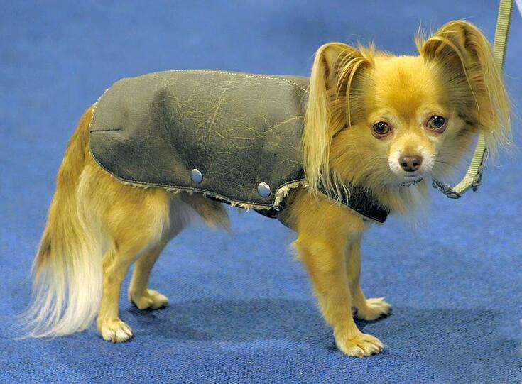 Von Platz sechs auf Platz zehn abgestürzt: der Chihuahua.