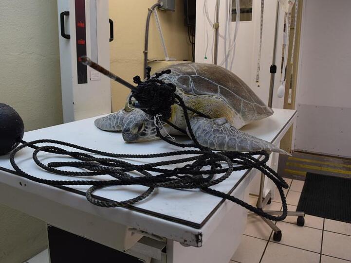 Mit einem Speer im Hals und verwickelt in eine Fangschnur: Meeresschildkröte "Splinter" in der Tierklinik "The Turtle Hospital".