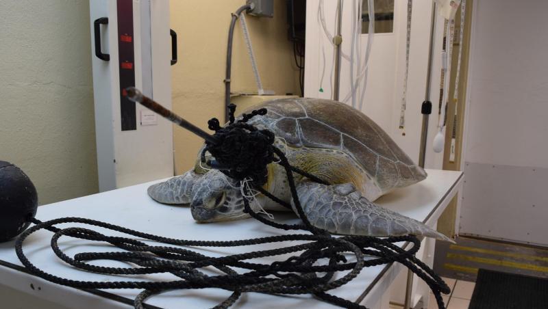 Mit einem Speer im Hals und verwickelt in eine Fangschnur: Meeresschildkröte "Splinter" in der Tierklinik "The Turtle Hospital". Mit einem Speer im Hals und verwickelt in eine Fangschnur: Meeresschildkröte "Splinter" in der Tierklinik "The Turtle Hospital".
