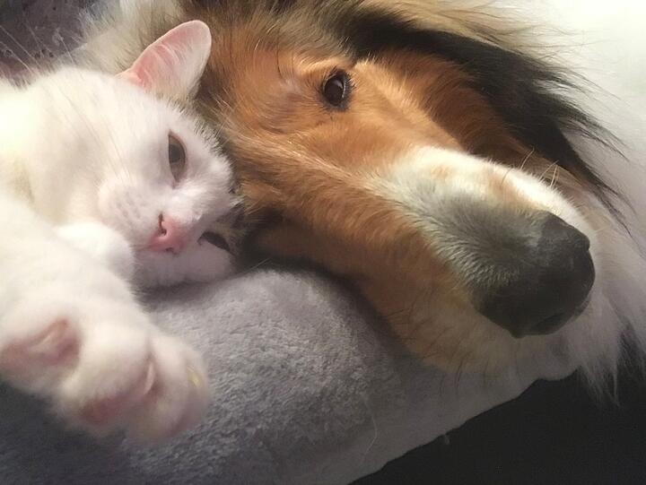 Kater Dexter (Europäisch Kurzhaar) und Hund Akela (American Collie)