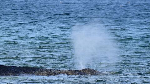 Der gestrandete Buckelwal hat eine gesch&auml;tzte L&auml;nge von 12 bis 15 Metern.