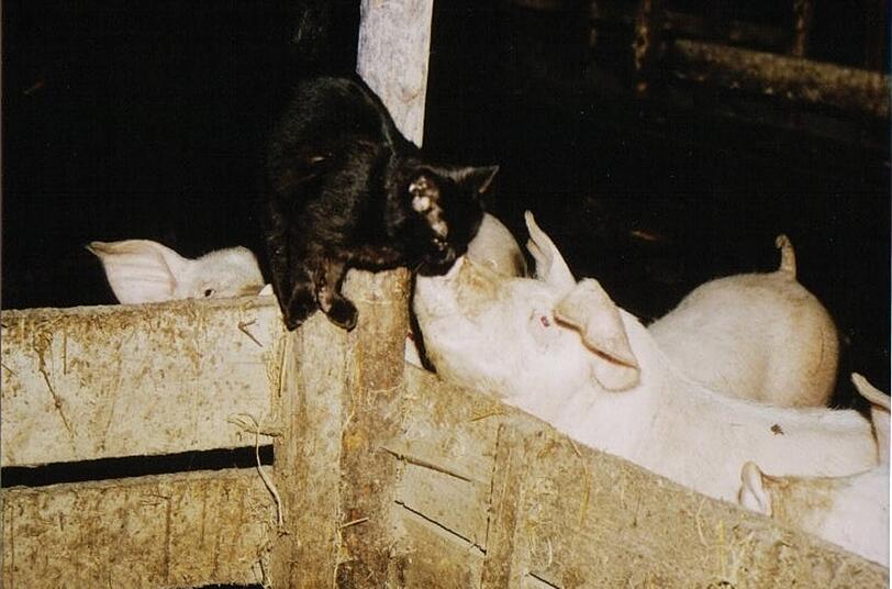 Bauses Lieblingsplatz: Beim Kater und den Schweinen im Stall