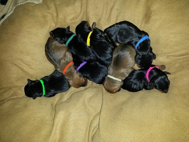 Die acht neugeborenen Zwergpinscher - ihre Eltern Lotte und Willi sind stolz auf den Nachwuchs.