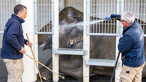 Auch bei Elefanten wichtig: schön hinter den Ohren sauber machen. Die Tierpark-Tickets werden noch begehrter sein, sobald ihr Nachwuchs der Öffentlichkeit gezeigt wird.