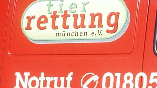 Die Münchner Tierrettung befreite Kater "Paulchen" aus einem Erdloch. Die Münchner Tierrettung befreite Kater "Paulchen" aus einem Erdloch.