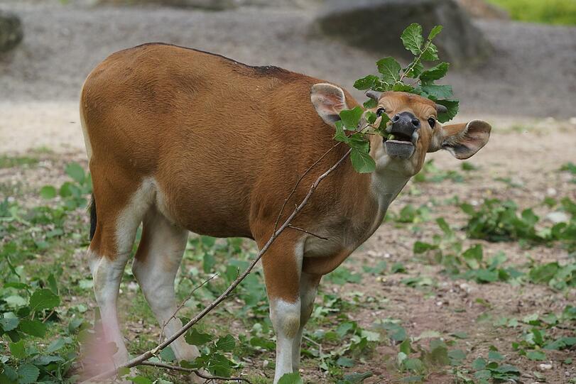 Die Banteng-Familie hat mit dem Nachwuchs jede Menge Trubel auf der Anlage. Sie niedlichen Bilder...