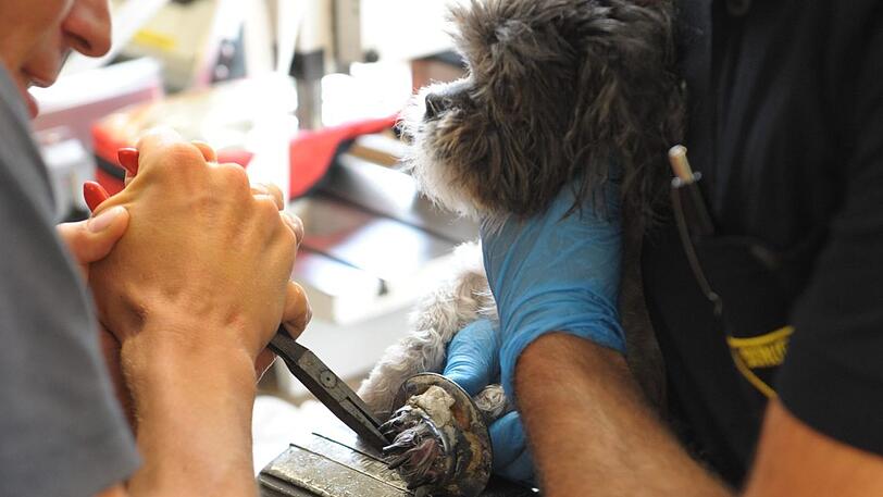 Einsatzkräfte der Feuerwehr befreien Hundedame Sofia.