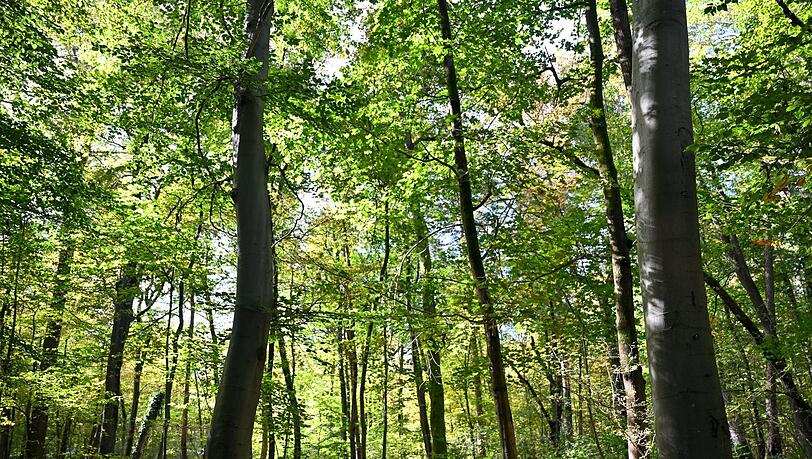 Immer einen Spaziergang wert: der Schlosspark. Immer einen Spaziergang wert: der Schlosspark.