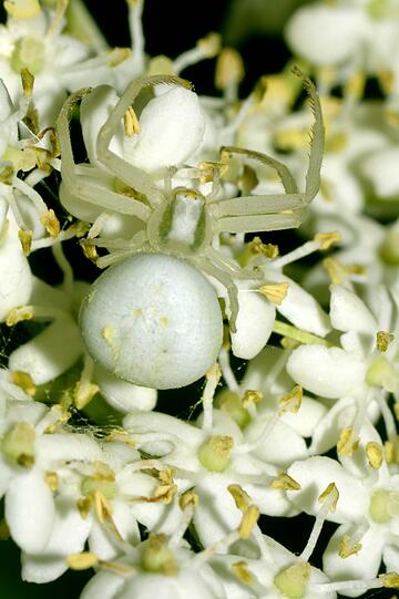 Die einheimische Veränderliche Krabbenspinne (Misumena vatia) baut wie alle Krabbenspinnen keine Netze, sondern legt sich zum Beutefang in Blüten auf die Lauer. Dort ist sie in der Lage, ihre Farbe der jeweiligen Blütenfarbe anzupassen.