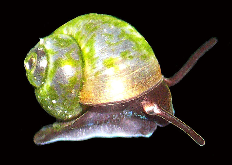 Eine Schnecke mit dem lateinischen Namen Sadleriana bavarica. (Mikroskopaufnahme mit freigestelltem Hintergrund)