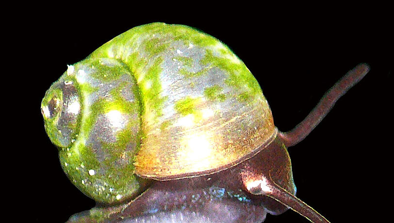 Eine Schnecke mit dem lateinischen Namen Sadleriana bavarica. (Mikroskopaufnahme mit freigestelltem Hintergrund) Eine Schnecke mit dem lateinischen Namen Sadleriana bavarica. (Mikroskopaufnahme mit freigestelltem Hintergrund)