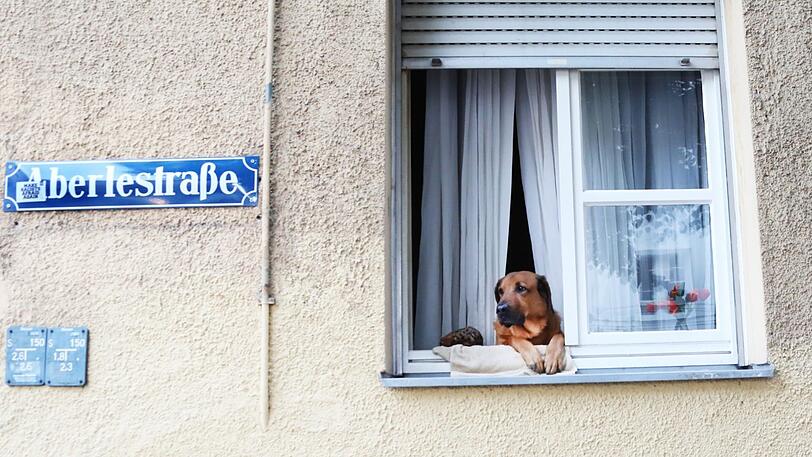 Auch dieses Zamperl ist ein Sendlinger: Ein Hund schaut in der Abelestraße aus dem Fenster auf das ruhige Viertel.