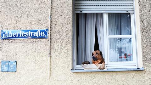 Auch dieses Zamperl ist ein Sendlinger: Ein Hund schaut in der Abelestraße aus dem Fenster auf das ruhige Viertel.