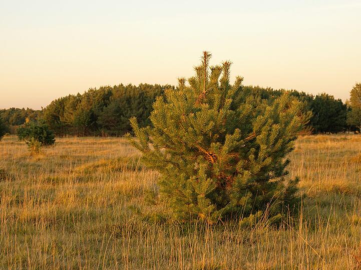 Natur pur: Herbst in der Fröttmaninger Heide.