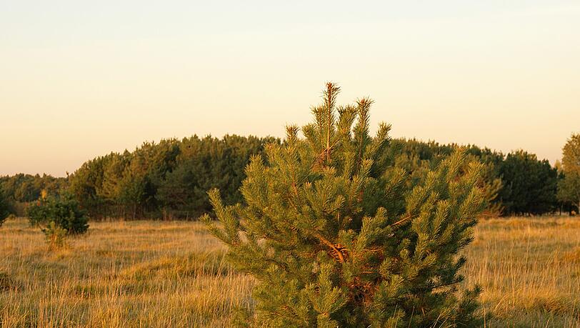 Natur pur: Herbst in der Fröttmaninger Heide. Natur pur: Herbst in der Fröttmaninger Heide.