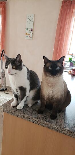 Katze Fridolin (Europäische Kurzhaar Mischling) und Katze Simba (Britisch Kurzhaar Mischling)