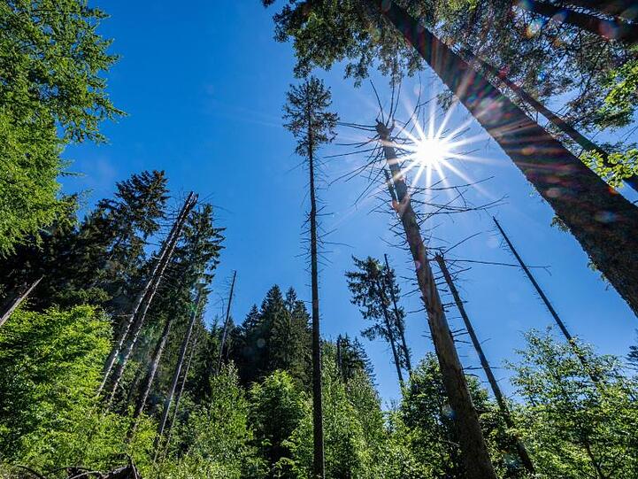 Bäume stehen unter strahlend blauem Himmel im Wald. Foto: Armin Weigel/dpa/Archiv/Symbolbild