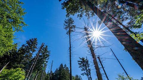 Bäume stehen unter strahlend blauem Himmel im Wald. Foto: Armin Weigel/dpa/Archiv/Symbolbild