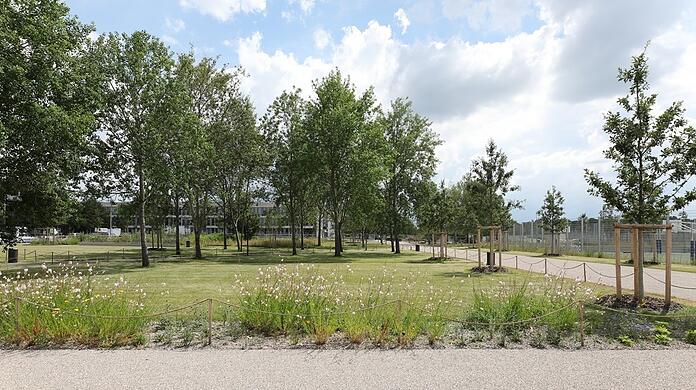 Der neue Park in Riem mit vielen Pappeln.