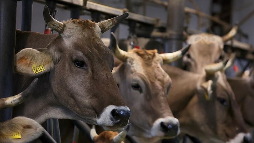 In zahlreichen bayerischen Milchviehhaltungen sind Tiere vom Shamonda-Vuirus betroffen. (Symbolbild) In zahlreichen bayerischen Milchviehhaltungen sind Tiere vom Shamonda-Vuirus betroffen. (Symbolbild)