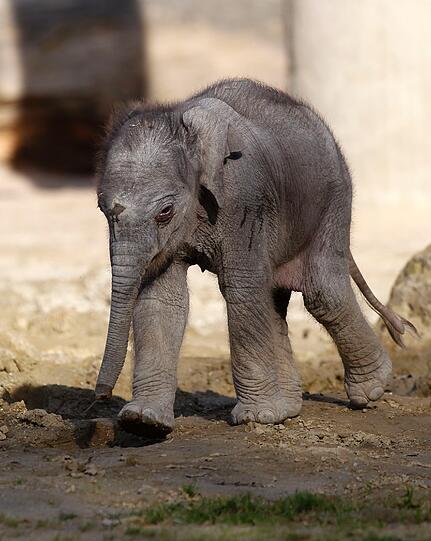 So süß! Am Dienstag hatte das bisher noch namenlose Elefantenmädchen offiziellen Fototermin im Freigehege des Tierparks Hellabrunn. Gemeinsam mit Mamma Panang und noch ein wenig tollpatschig erkundete das Dickhäuter-Baby seine neue Umgebung.