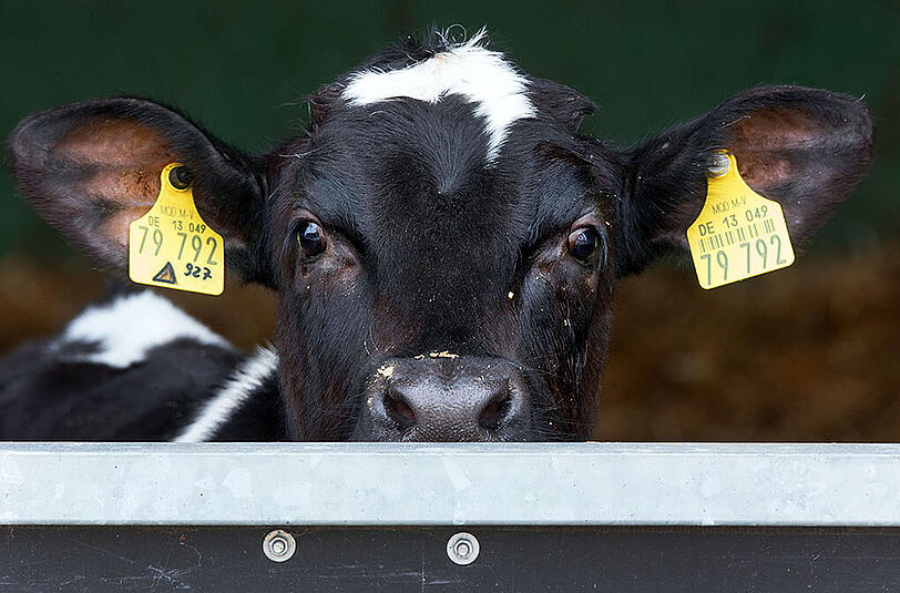 Die Tierschutzorganisation PETA setzt 1000 Euro auf sachdienliche Hinweise, bezüglich des Aubinger Tierquälers, aus.