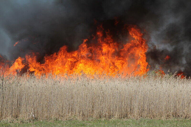 Mit einer Löschkette kämpften ein Feuerwehrmänner gegen die Feuerwalze, die sich durch das Schilf fraß.