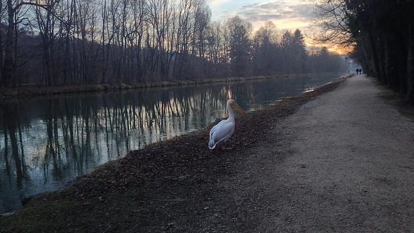 Der ausgebüchste Pelikan aus Österreich steht am Samstag an der Isar im Münchner Süden.