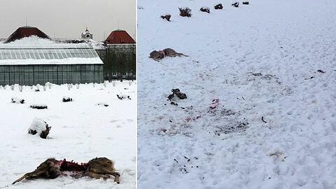 Das tote Reh im Nymphenburger Schlosspark. Es wurde wohl von einem freilaufenden Hund gerissen.