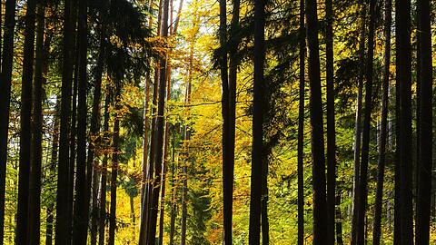 Nationalpark Steigerwald.