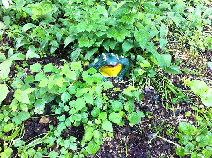 Zwischen Efeu hier der Frosch.