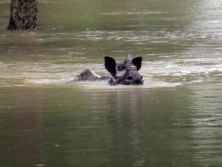 Ein indisches Einhorn-Nashorn schwimmt durch den nach dem Monsun überfluteten Kaziranga-Nationalpark in Assam.