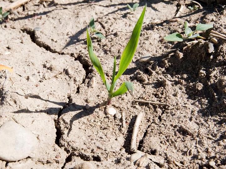 Vor allem der Dürresommer bedroht die landwirtschaftliche Produktion.